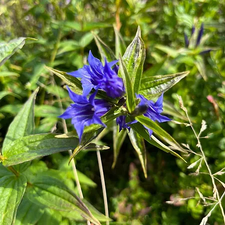 U Gruszkow - Pod Chojnikiem Chalet