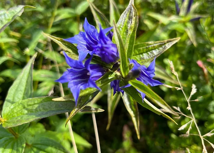 U Gruszkow - Pod Chojnikiem Chalet